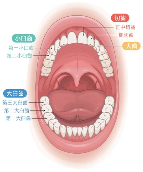 嘴巴牙齒|牙齒結構與健康的牙齒 